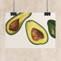 Vintage Avocado Botanical Poster
