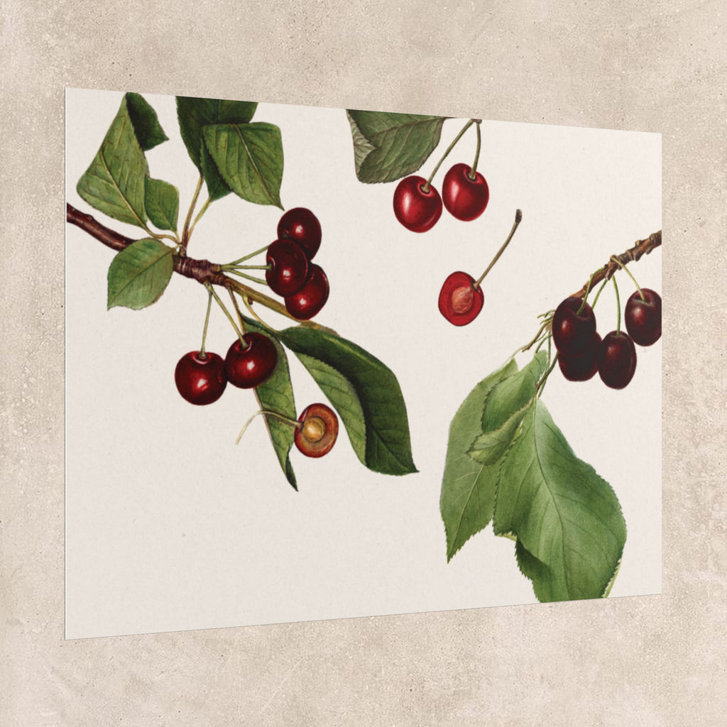 Vintage Cherry Botanical Poster