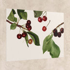 Vintage Cherry Botanical Poster