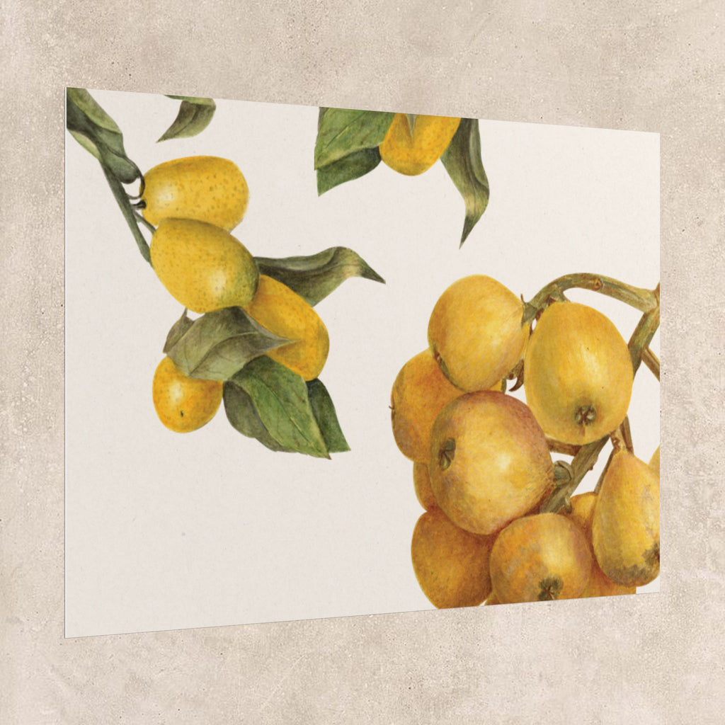 Vintage Lemon Botanical Poster