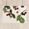 Vintage Cherry Botanical Poster
