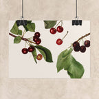 Vintage Cherry Botanical Poster