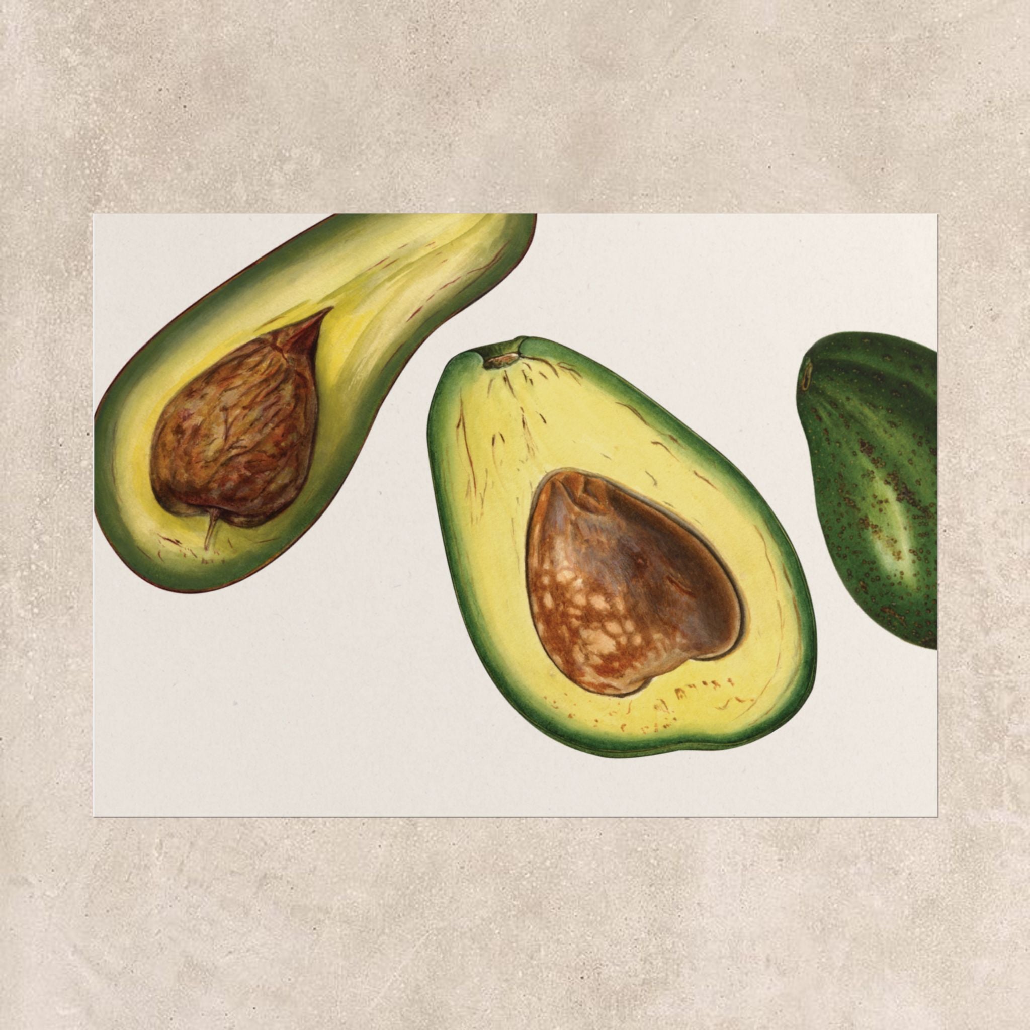 Vintage Avocado Botanical Poster