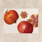 Pomegranate Botanical Poster