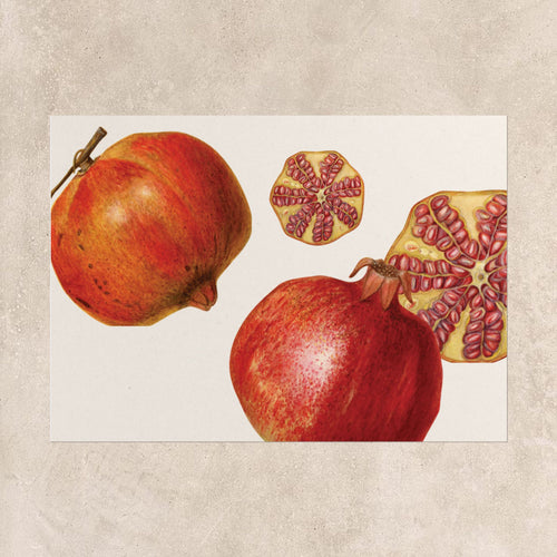 Pomegranate Botanical Poster