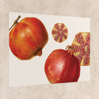 Pomegranate Botanical Poster