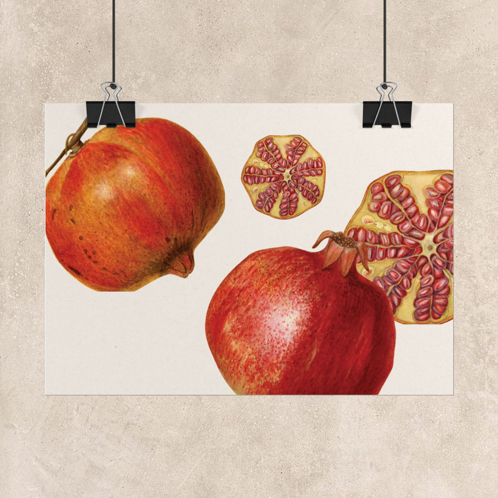 Pomegranate Botanical Poster